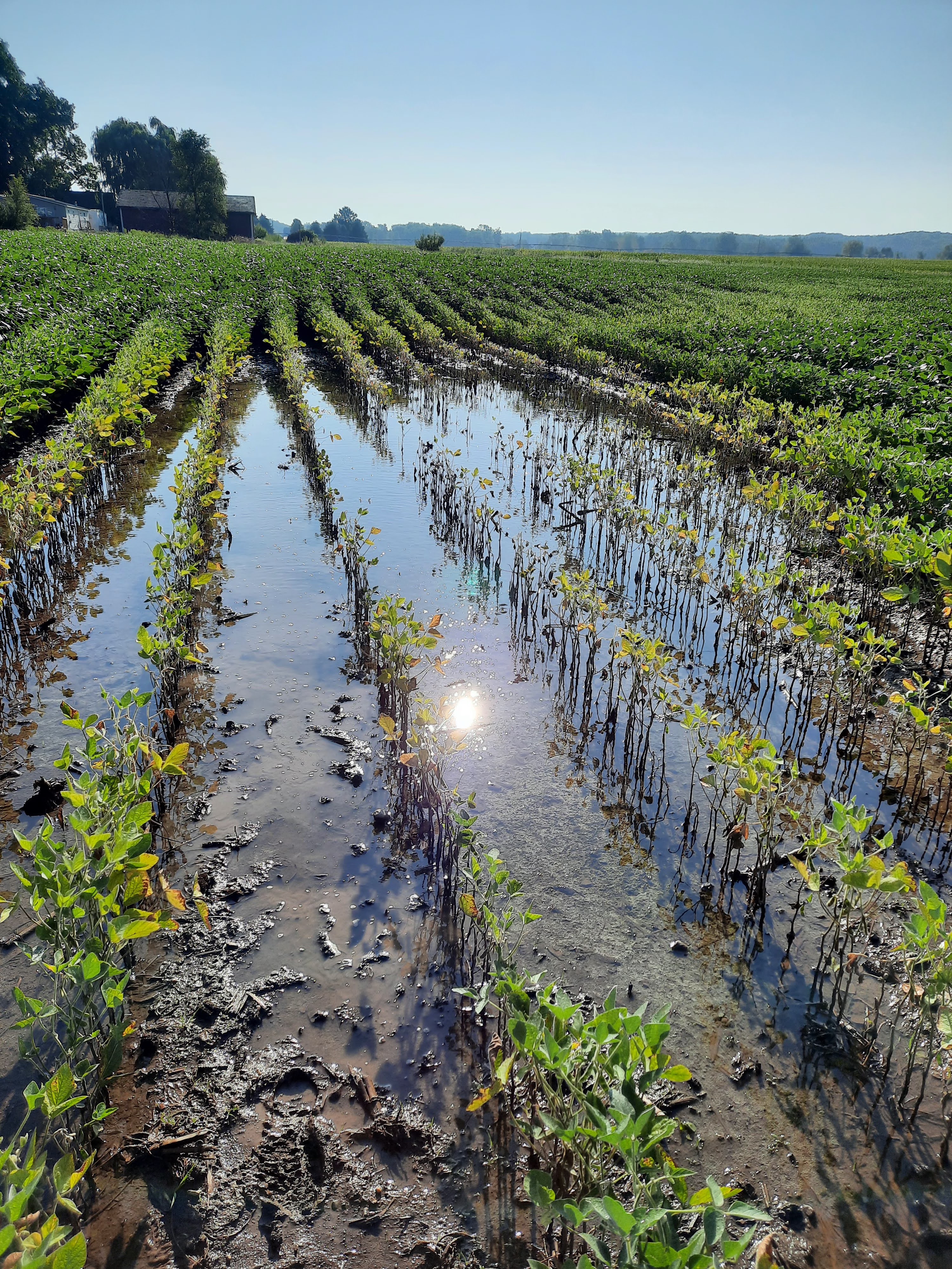 standing water in a soybean field